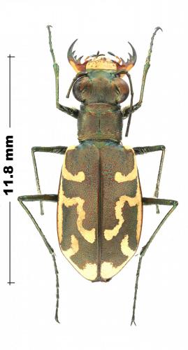 Réf. 246 275 : Cylindera trisignata atlantica